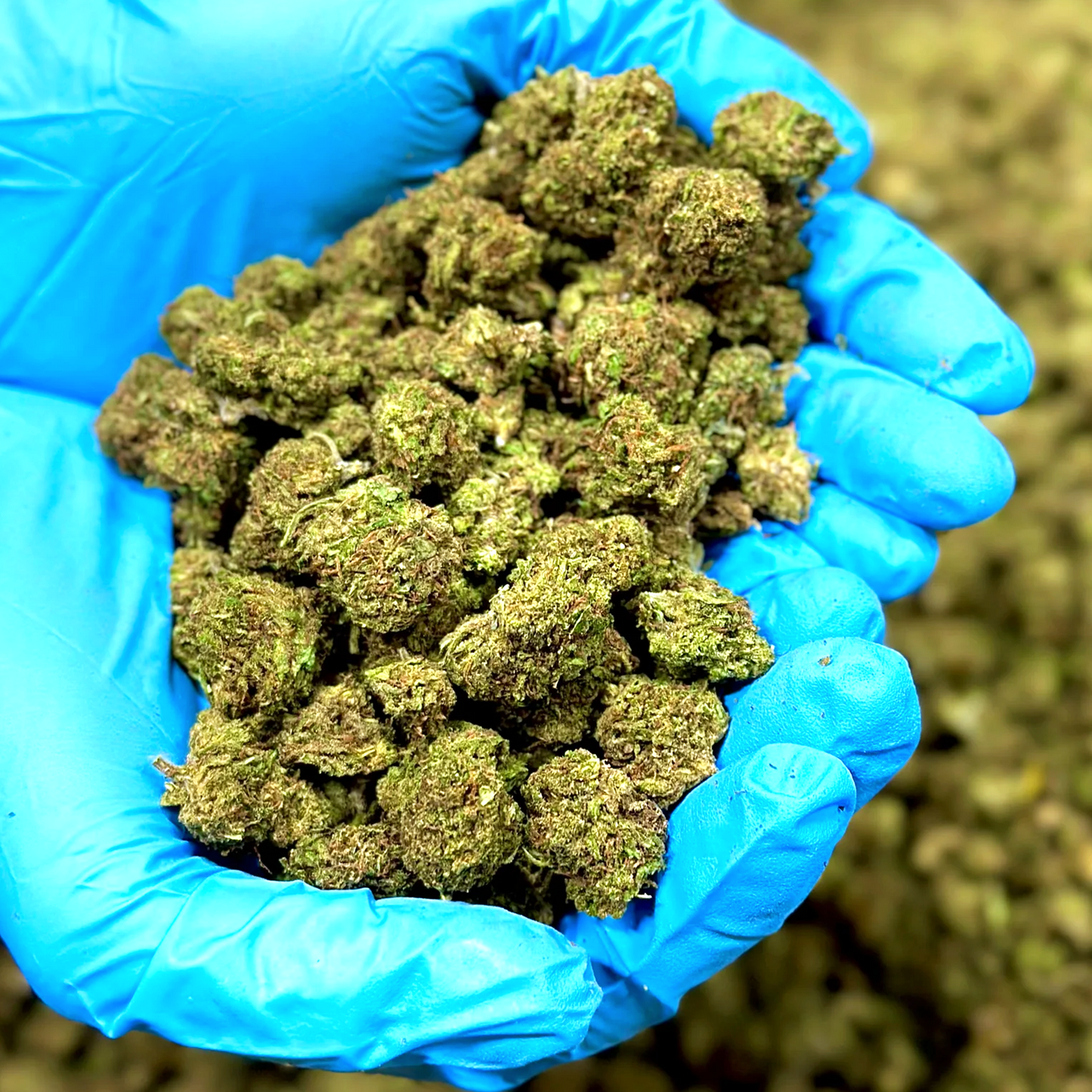 Hawaiian Haze Smalls