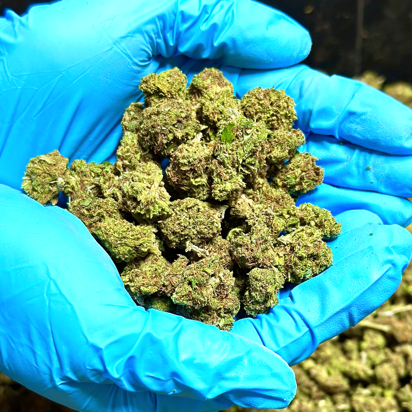 Mothership Smalls