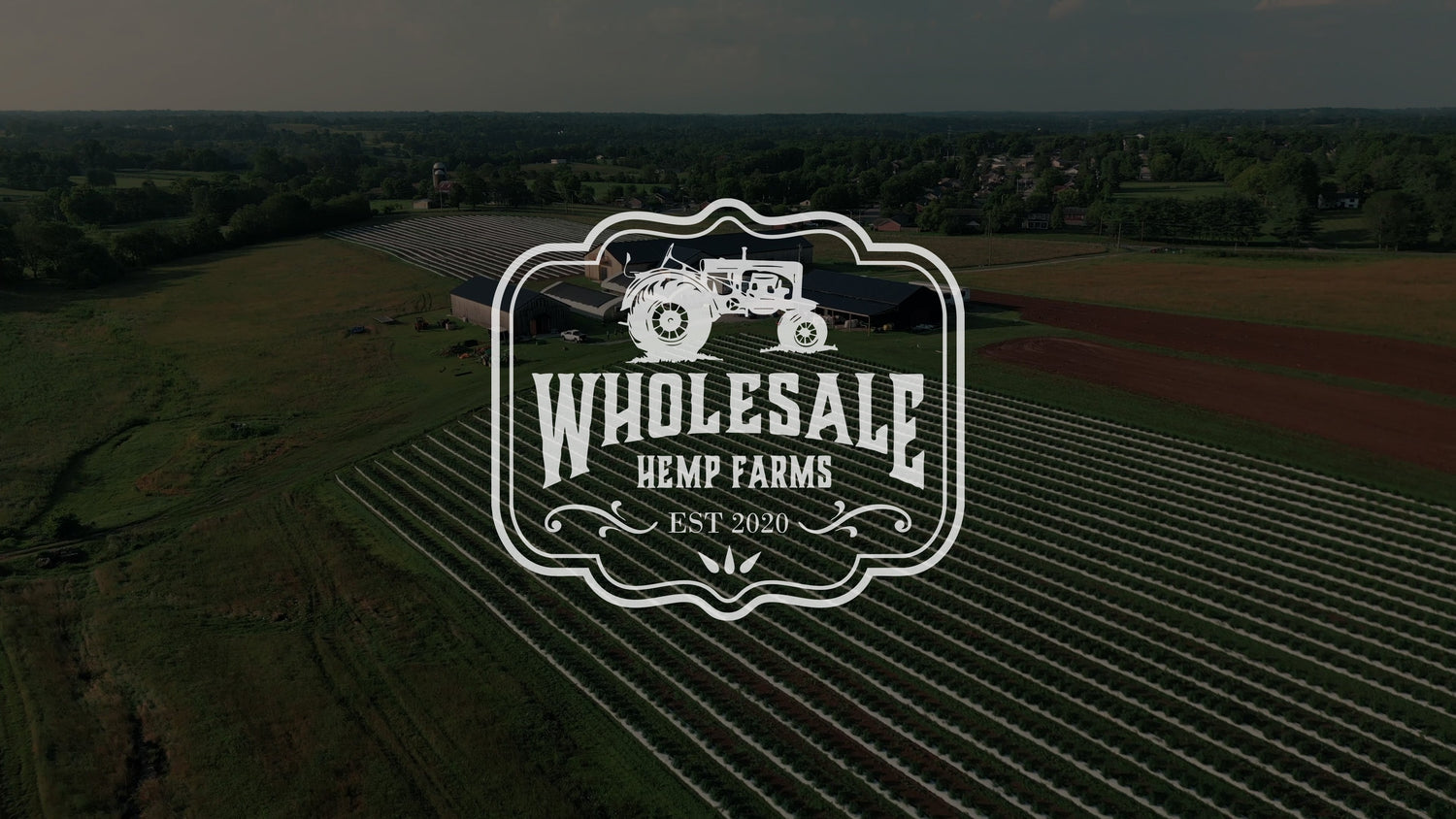 Panoramic view of mature hemp field at Wilmore, Kentucky farm