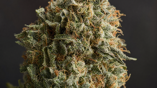 Premium CBD hemp flower bud from Wholesale Hemp Farms, Wilmore, Kentucky