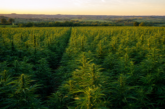 How CBD Gets From Our Farm to Your Doctor's Office — Wholesale Hemp Farms