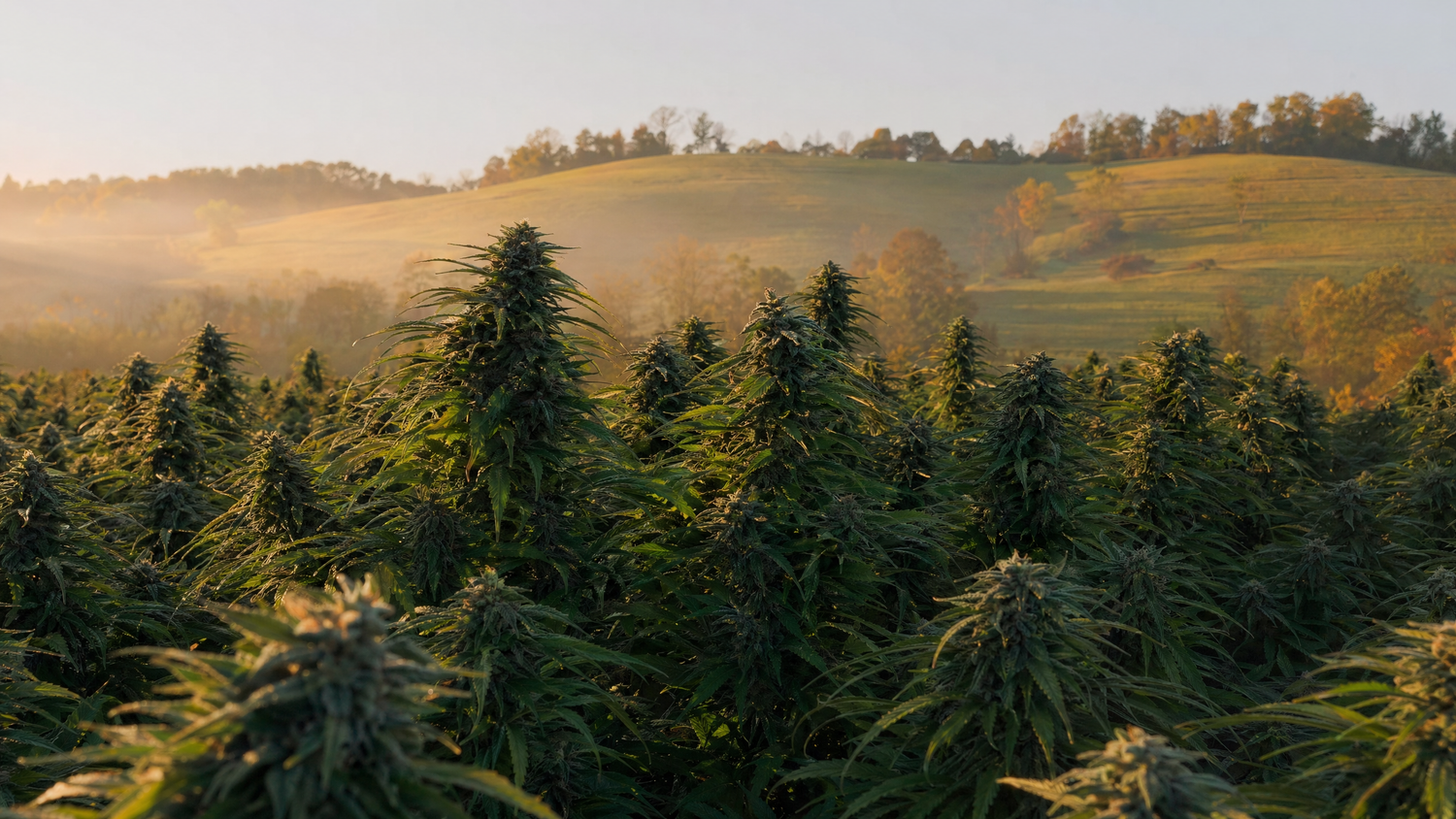 USDA Organic hemp flower field at Wholesale Hemp Farms in Wilmore Kentucky during October harvest