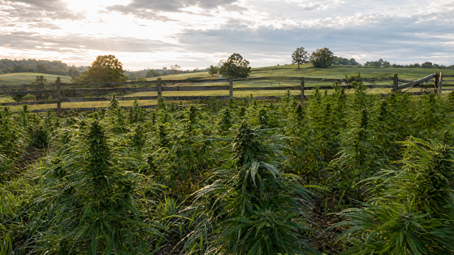 USDA Organic hemp field at Wholesale Hemp Farms in Wilmore, Kentucky