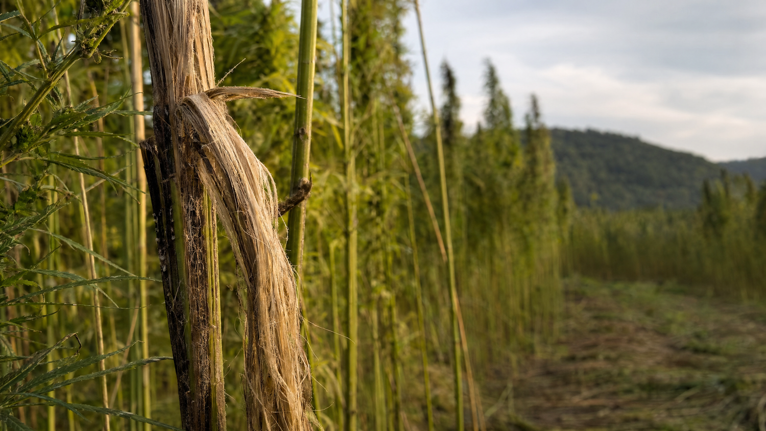 Durability Face-Off: Hemp vs. Cotton in Textiles