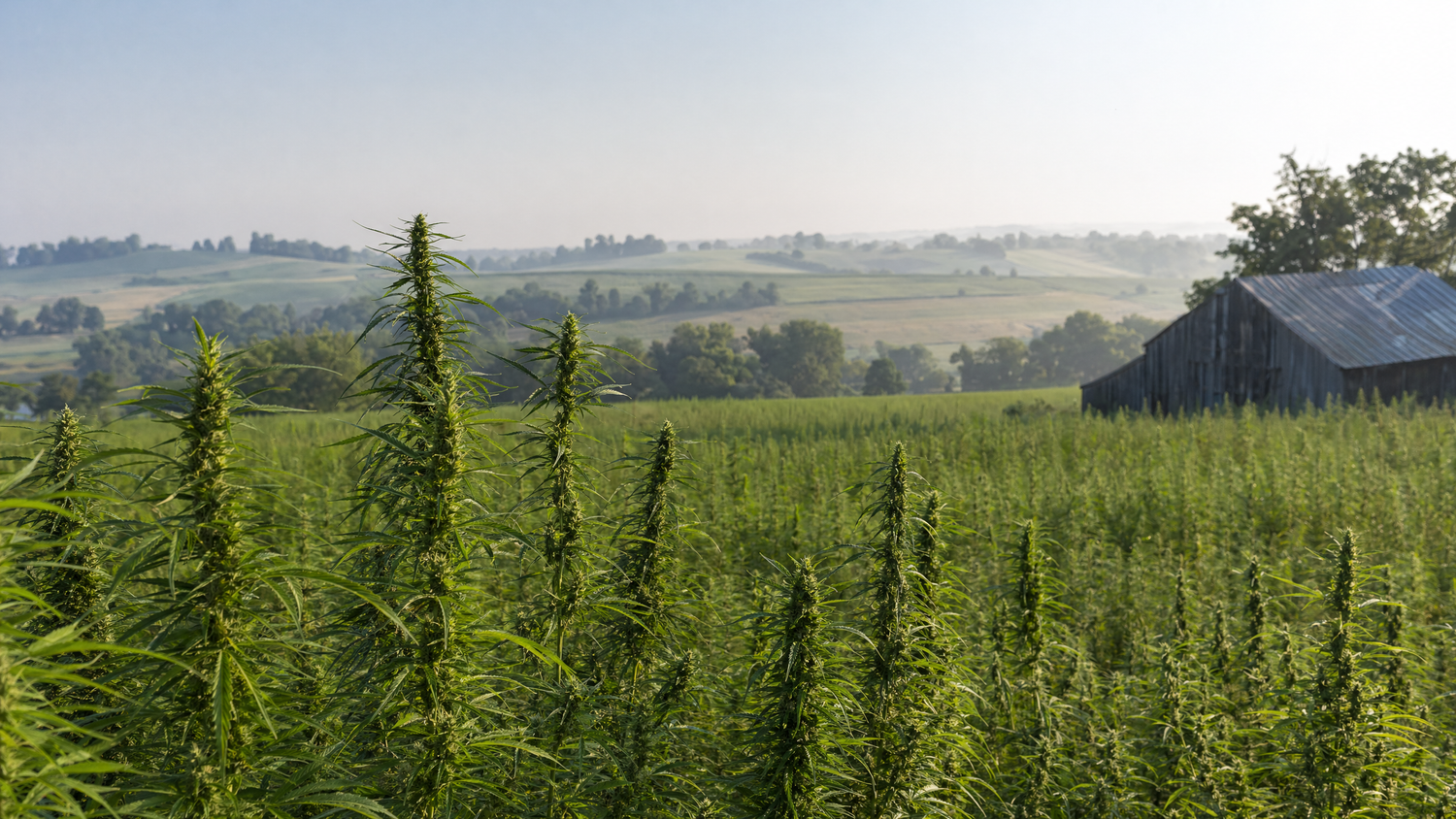Hemp flower growing on a Kentucky farm at Wholesale Hemp Farms in Wilmore, KY