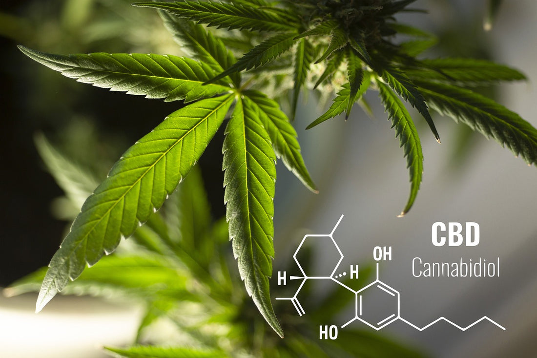 The Cannabinoid Connection: Unveiling the Secrets of Hemp’s Natural Compounds