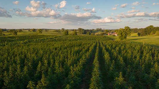 USDA Organic hemp field at Wholesale Hemp Farms in Wilmore Kentucky