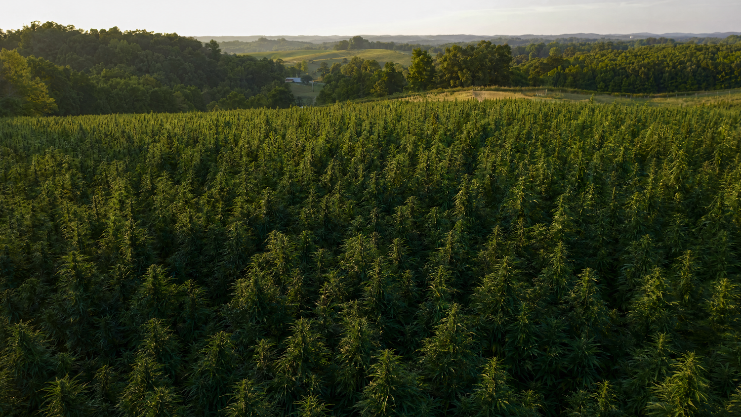 USDA organic hemp flower growing at Wholesale Hemp Farms in Wilmore, Kentucky.