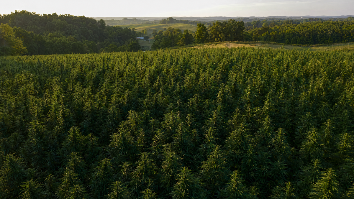 USDA organic hemp flower growing at Wholesale Hemp Farms in Wilmore, Kentucky.