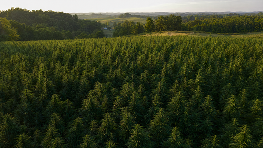 USDA organic hemp flower growing at Wholesale Hemp Farms in Wilmore, Kentucky.