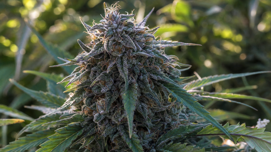 Close-up of hemp flower trichomes showing the plant's rich cannabinoid content