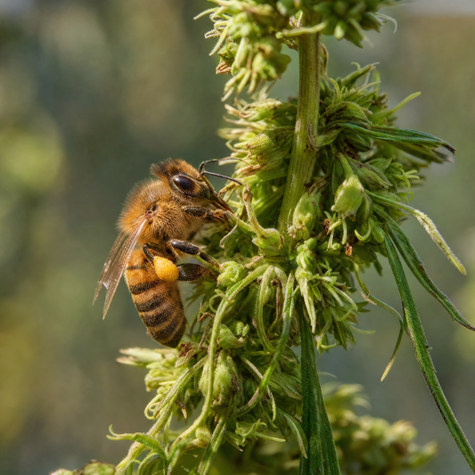 Bee collecting pollen on hemp flower cluster in an outdoor field