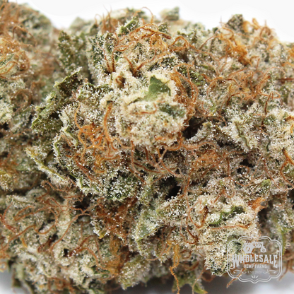 Indoor CBG White