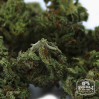 Oregon Premier hemp smalls, a hybrid rich in CBDA
