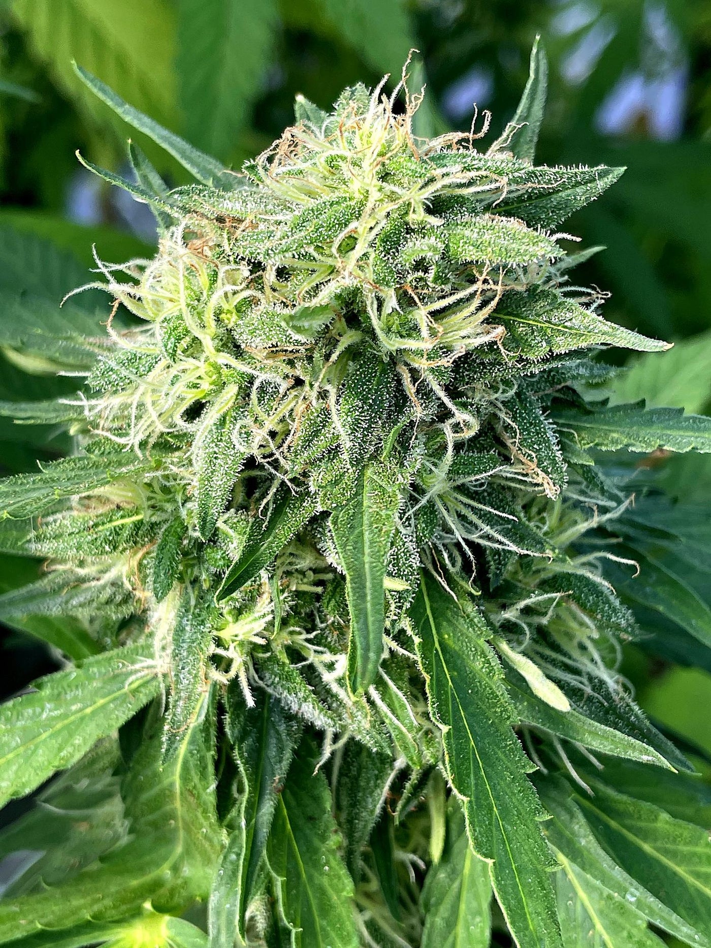 Frosty hemp bud on the plant