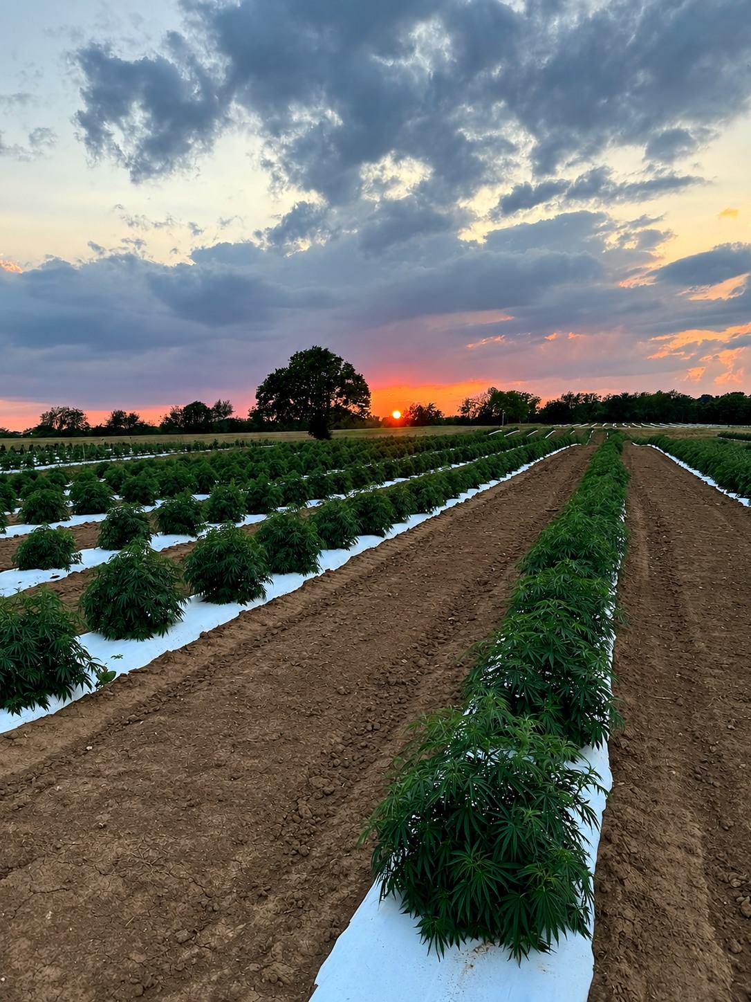 Rows of hemp at sunset on our Kentucky farm