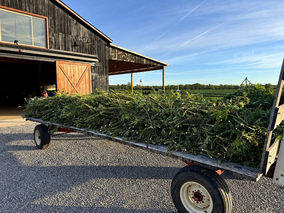 A wagon of fresh cut hemp at our barn