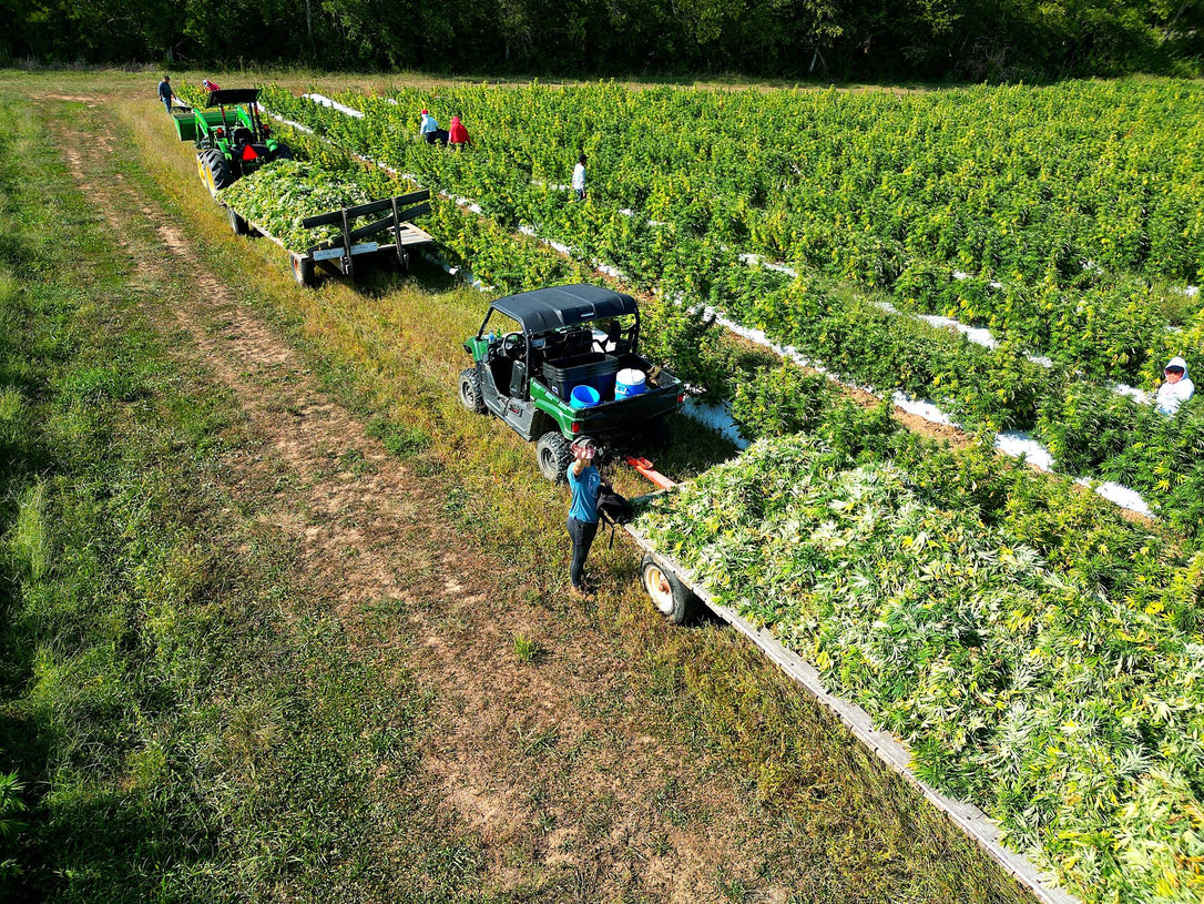 Our crew bringing in the harvest