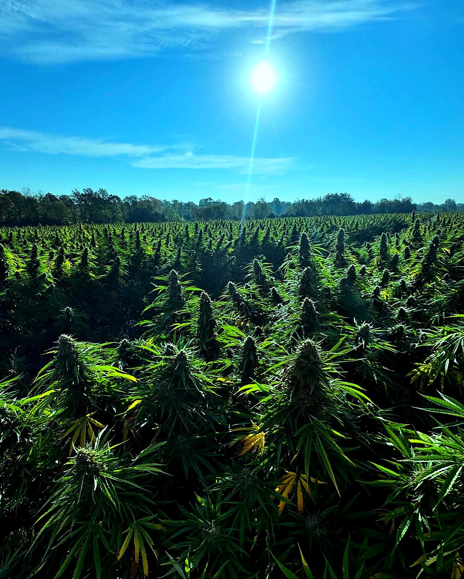 Hemp plants in flower under a blue Kentucky sky