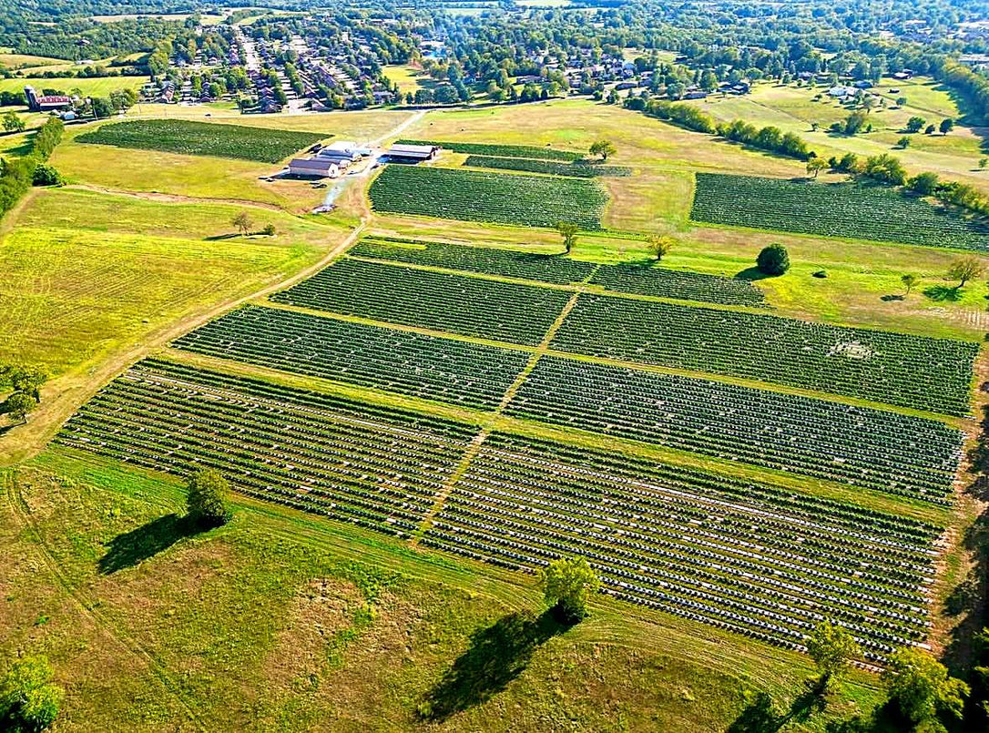 Aerial view of our hemp fields in Wilmore, Kentucky