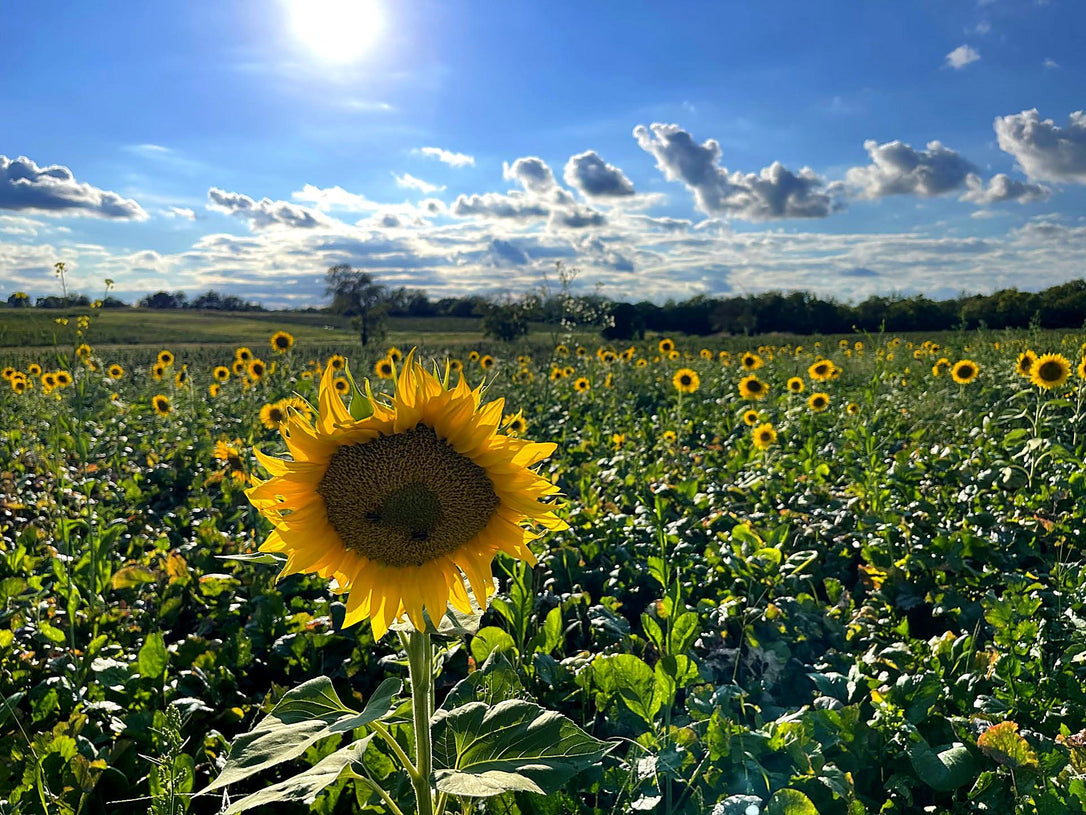 Sunflowers in bloom on our Kentucky farm