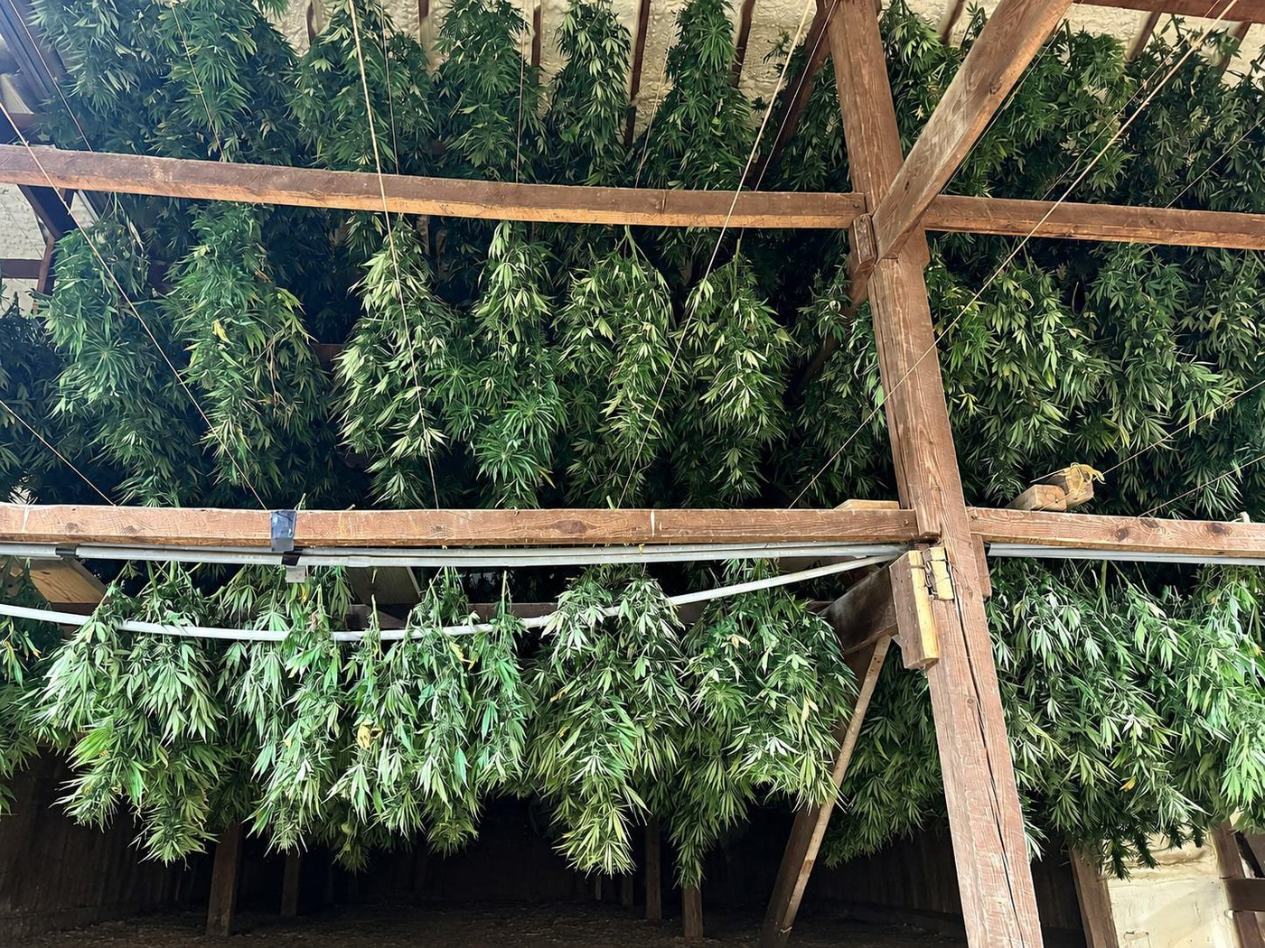 Hemp hanging to dry in the barn