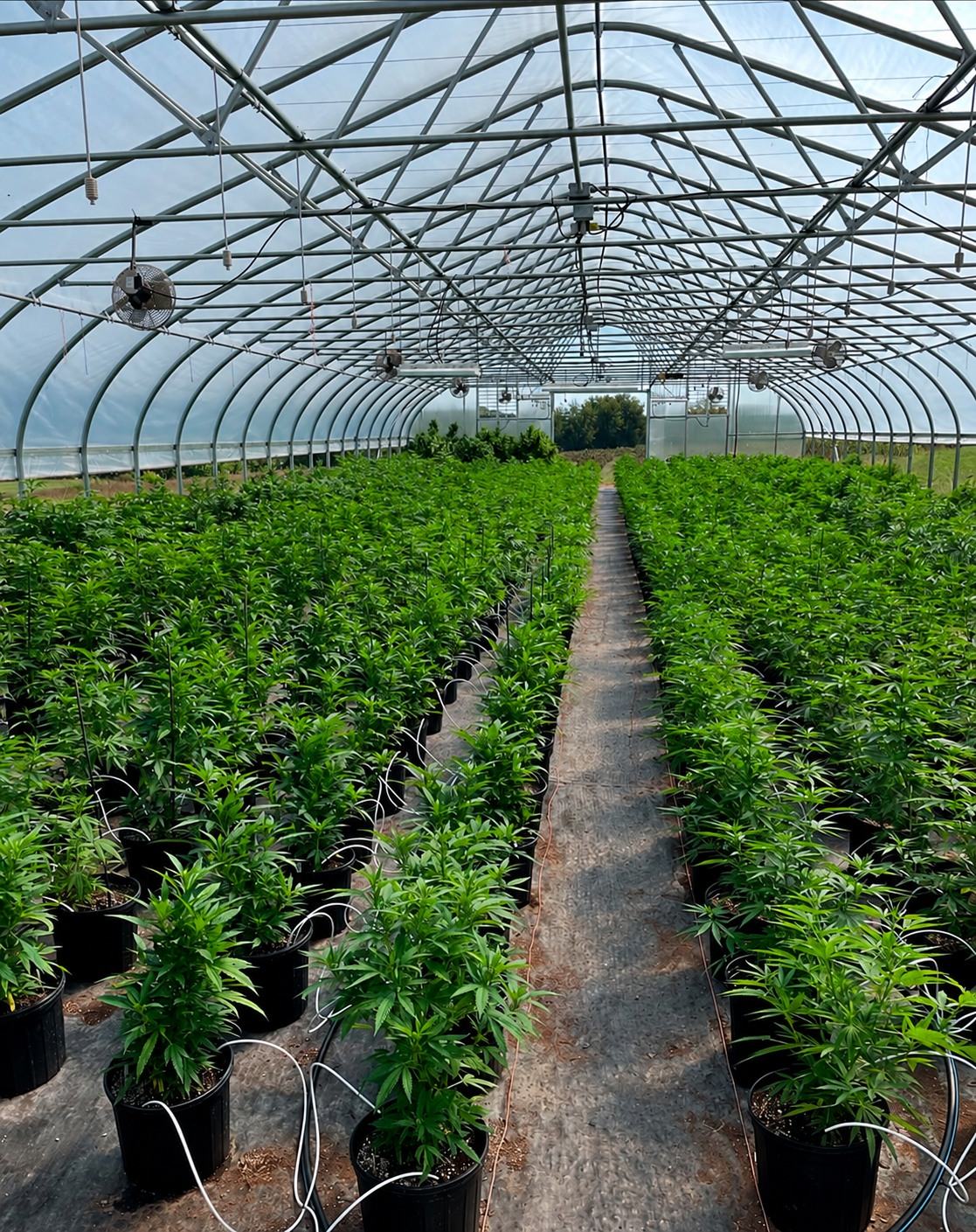 Rows of potted hemp plants inside our greenhouse